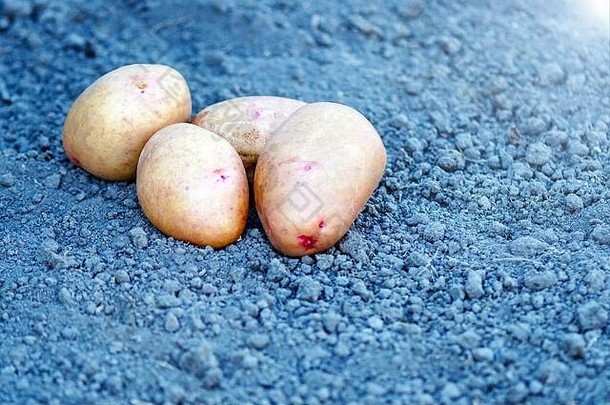 农场土豆有机土豆概念土豆谎言地面秋天收获