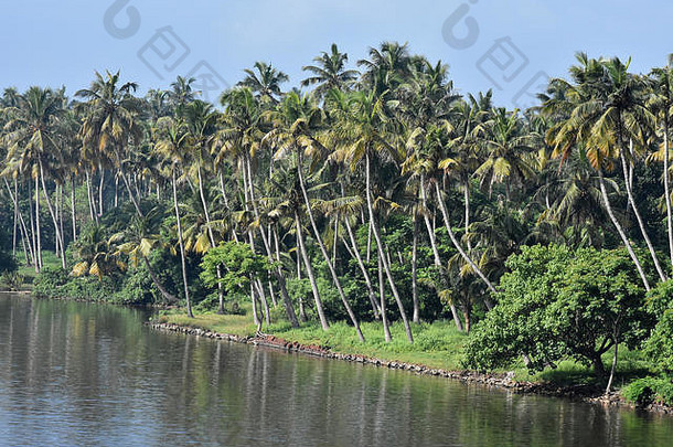 椰子树喀拉拉邦