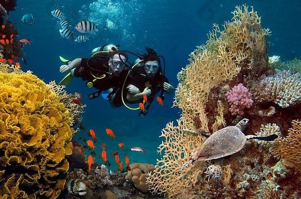 爱的夫妇潜水珊瑚鱼海洋