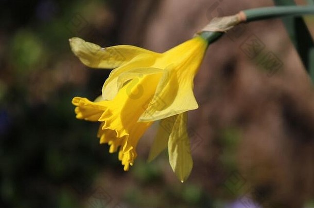 黄色的水仙花那喀索斯pseudonarcissus阳光明媚的一天