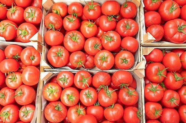 新鲜的成熟的红色的西红柿板条箱前视图