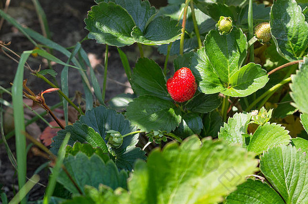 多汁的多汁的草莓花园沐浴早....太阳
