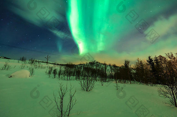 北部灯极光北欧化工晚上北极雪冬天景观树灌木前景天空清晰的星星