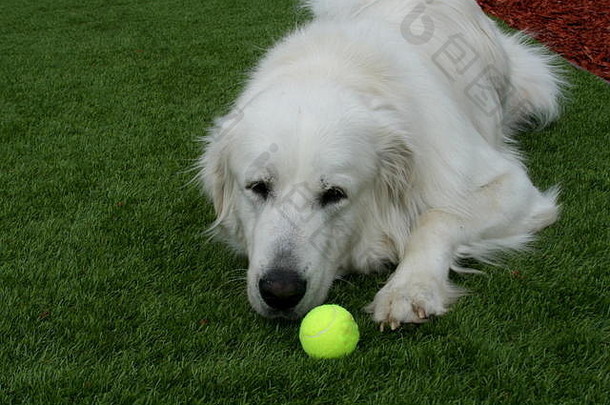 伟大的庇里牛斯山狗玩网球球