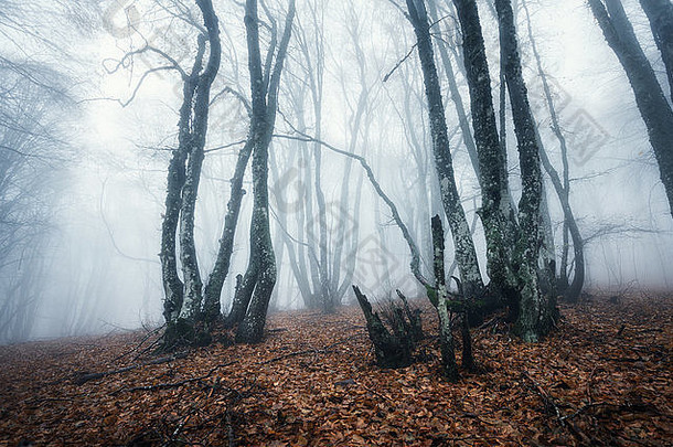 小道神秘的黑暗森林雾秋天早....克里米亚神奇的大气童话