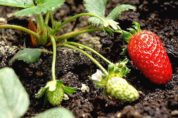 草莓幼苗种植能阳台