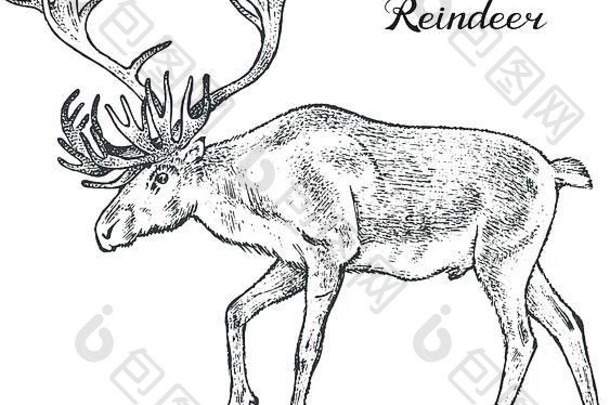 森林驯鹿野生动物象征北古董单色风格哺乳动物欧洲刻手画草图横幅标签