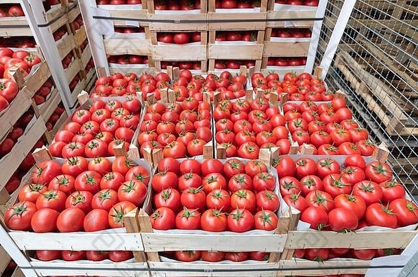 板条箱红色的西红柿仓库存储