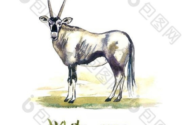 白色大羚羊羚羊的手绘水彩插图孤立的白色元素设计