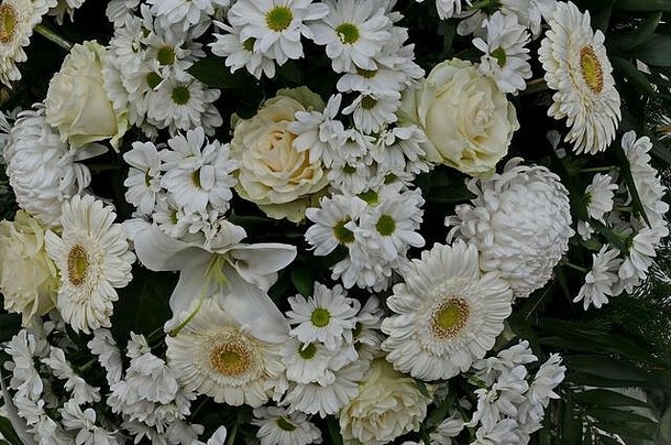 自然背景盛开的白色非洲菊花莉莉大丽黛西玫瑰索菲亚保加利亚