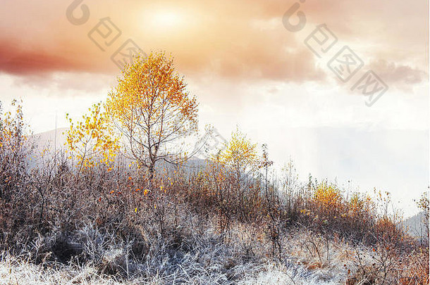 神奇的冬天雪覆盖树日落喀尔巴阡山乌克尔