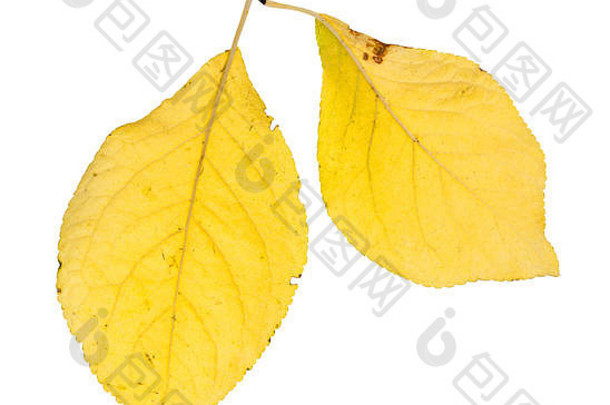 黄色的叶子李子树孤立的白色背景