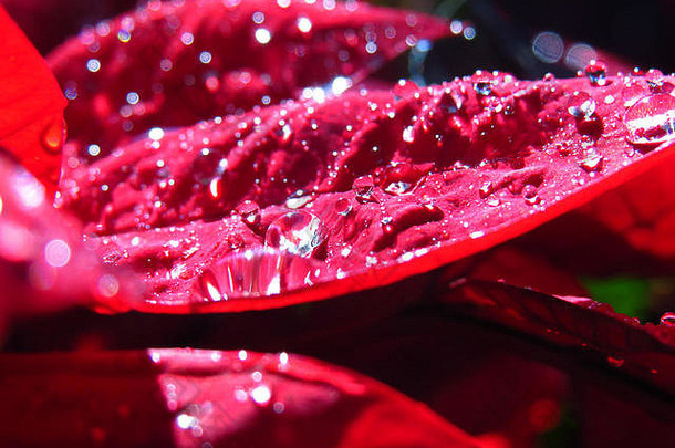 新鲜的雨滴红色的热带叶子明亮的阳光