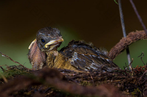 关闭婴儿鸟巢yiguirro国家鸟科斯塔黎加