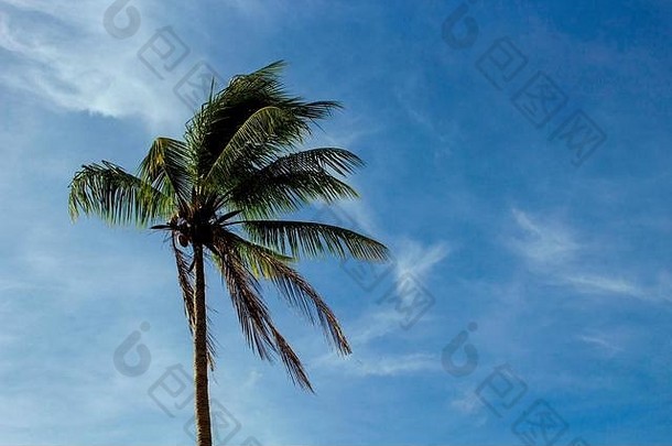 单棕榈树蓝色的天空云南太平洋