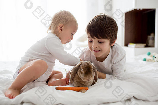 可爱的蹒跚学步的男孩喂养宠物兔子胡萝卜首页阳光明媚的卧室房间