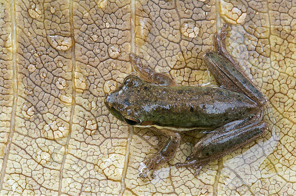 北部矮树青蛙绿眼Bicolor雨棚叶福格大坝北部领土澳大利亚
