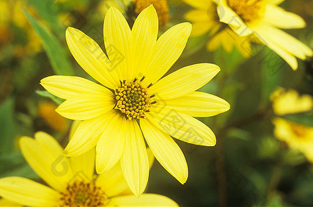 关闭大苍白的黄色的花朵年度非洲黛西阿克托蒂斯