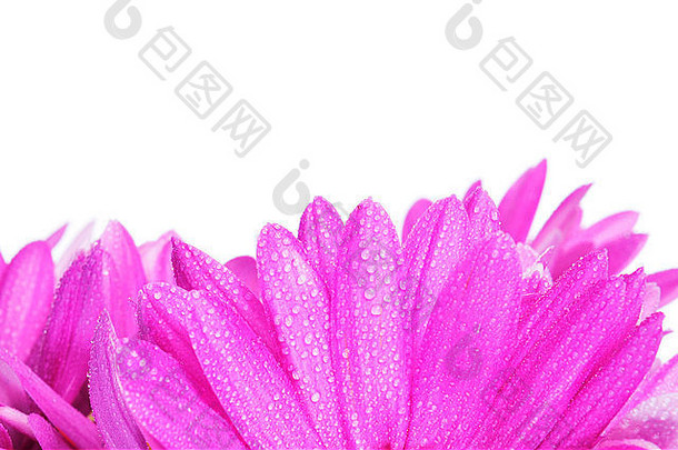 特写镜头粉红色的菊花露水滴白色背景