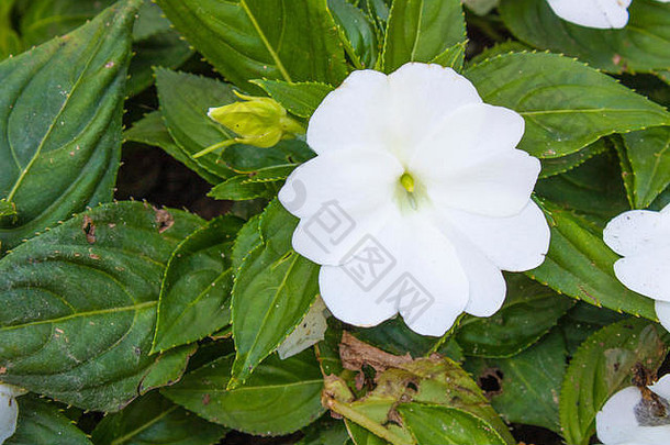 特写镜头几内亚凤仙花属植物白色植物