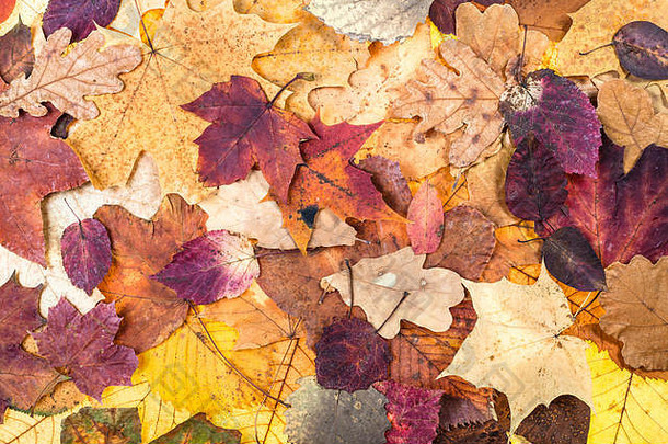 自然秋天背景色彩斑斓的叶子橡木枫木年龄海棠阿斯彭树