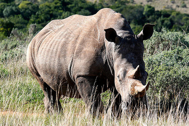 白色犀牛钇模拟草原南非洲