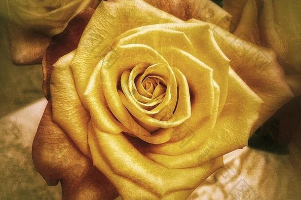黄色的玫瑰布鲁姆