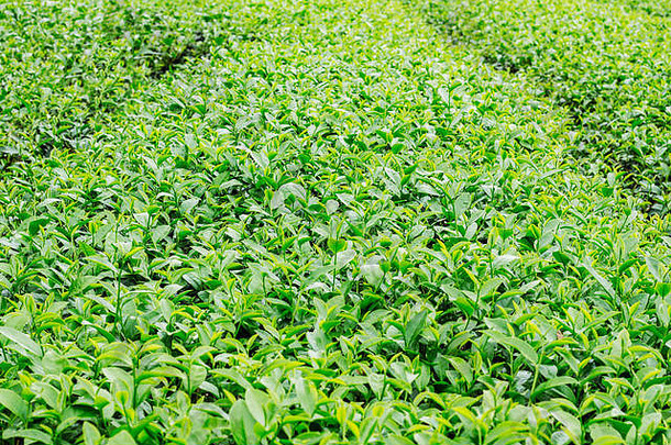 日益增长的茶叶子绿色背景