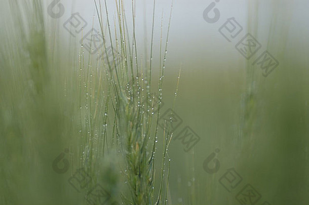 雨滴绿色小麦作物翡翠昆士兰澳大利亚