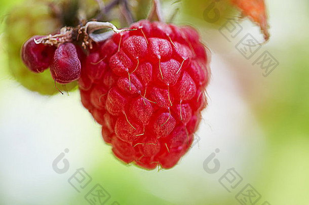 红色的成熟的树莓