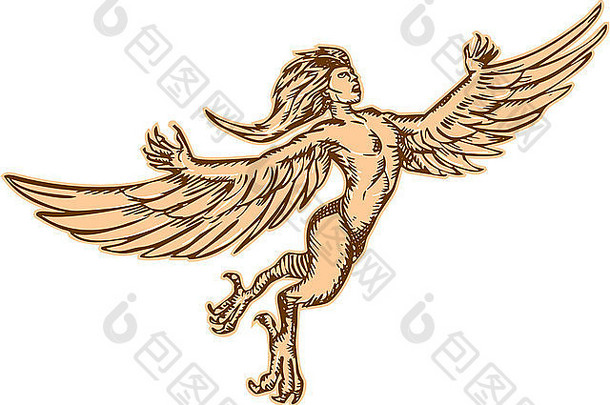 蚀刻雕刻手工制作的风格插图鸟身女妖女神话生物一半人类一半鸟飞行集孤立的白色背景