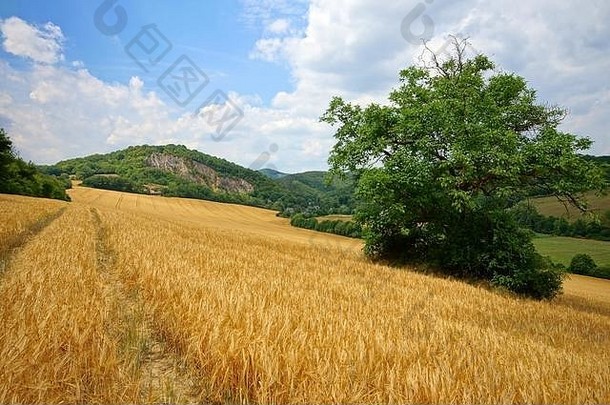 小麦场