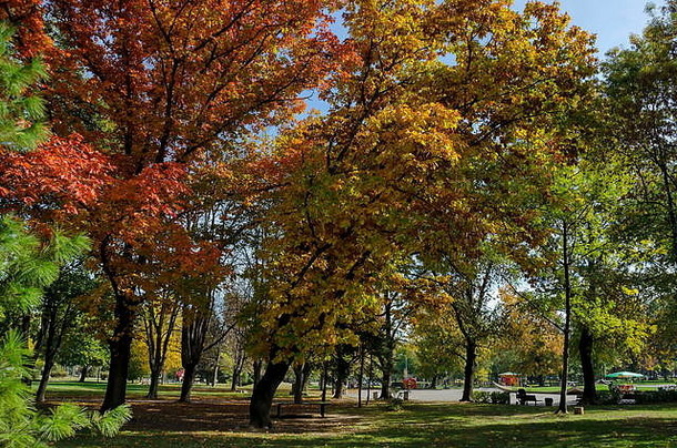 受欢迎的zaimov公园休息走秋天的黄色的树叶奥博里什特区索菲亚保加利亚