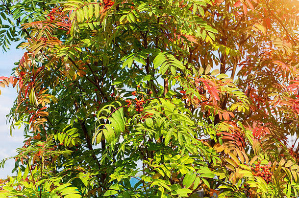 美丽的秋天纹理罗文红色的黄色的绿色叶子多汁的浆果阳光明媚的一天