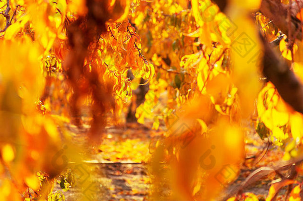 秋天叶子桃子树背光特写镜头色彩斑斓的叶子免费的空间温暖的颜色颜色阳光明媚的一天