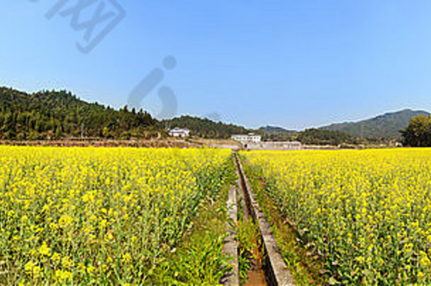 美丽的春天全景景观拍摄盛开的油菜花沟场