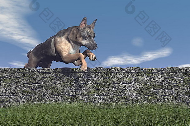 德国牧羊人狗跳灰色砖墙自然绿色草蓝色的天空