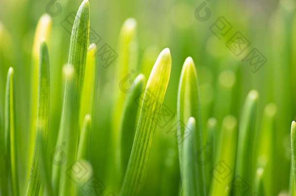 春天草太阳光散焦绿色背景模糊绿色自然背景