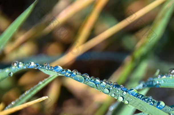 早期早....水露水滴叶片草