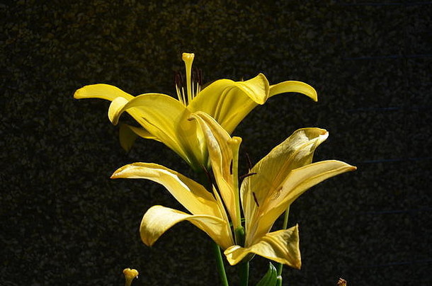 黄色的百合花植物