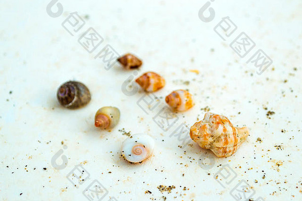 海贝壳软体动物花岗岩板海岸利瓦迪海滩海湾度假胜地村巴厘岛巴厘岛雷西姆诺克里特岛希腊
