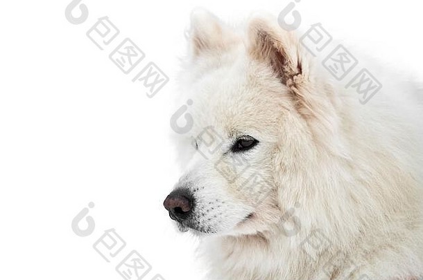 沙哑的雪橇狗脸孤立的西伯利亚沙哑的狗品种白色背景动物的鼻口肖像孤立的有趣的宠物设计广告