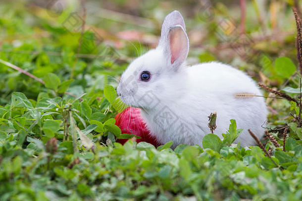 可爱的婴儿小兔子自然