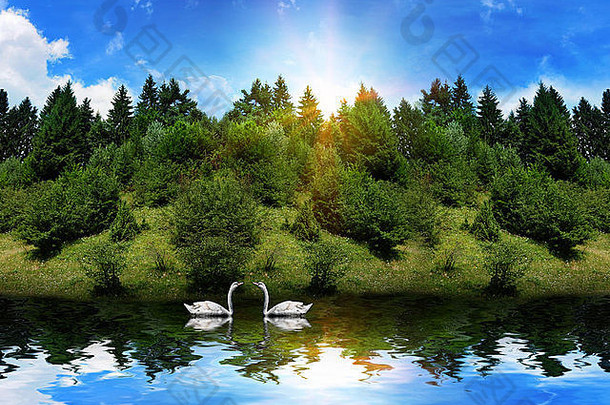 美丽的湖高山松树可爱的天鹅游泳