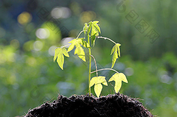 木瓜幼苗日益增长的地面