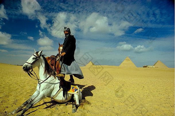 埃及骑马站阿拉伯马背景伟大的金字塔吉萨埃及
