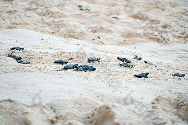 婴儿海龟步骤海洋沙滩上长处巴伊亚巴西海乌龟幼崽爬桑迪海岸方向海洋生存孵出生活