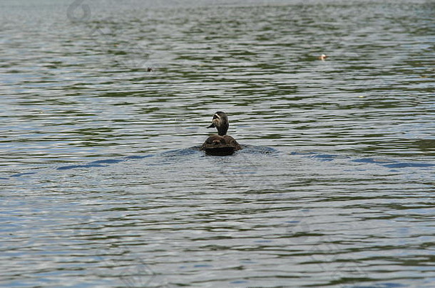 太平洋黑色的鸭子> <上纤毛游泳相机人罗斯河汤斯维尔昆士兰澳大利亚