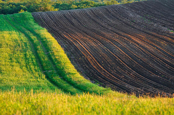 农场土地路径小麦字段