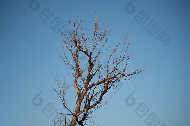 干死树分支机构天空沙漠干旱季节